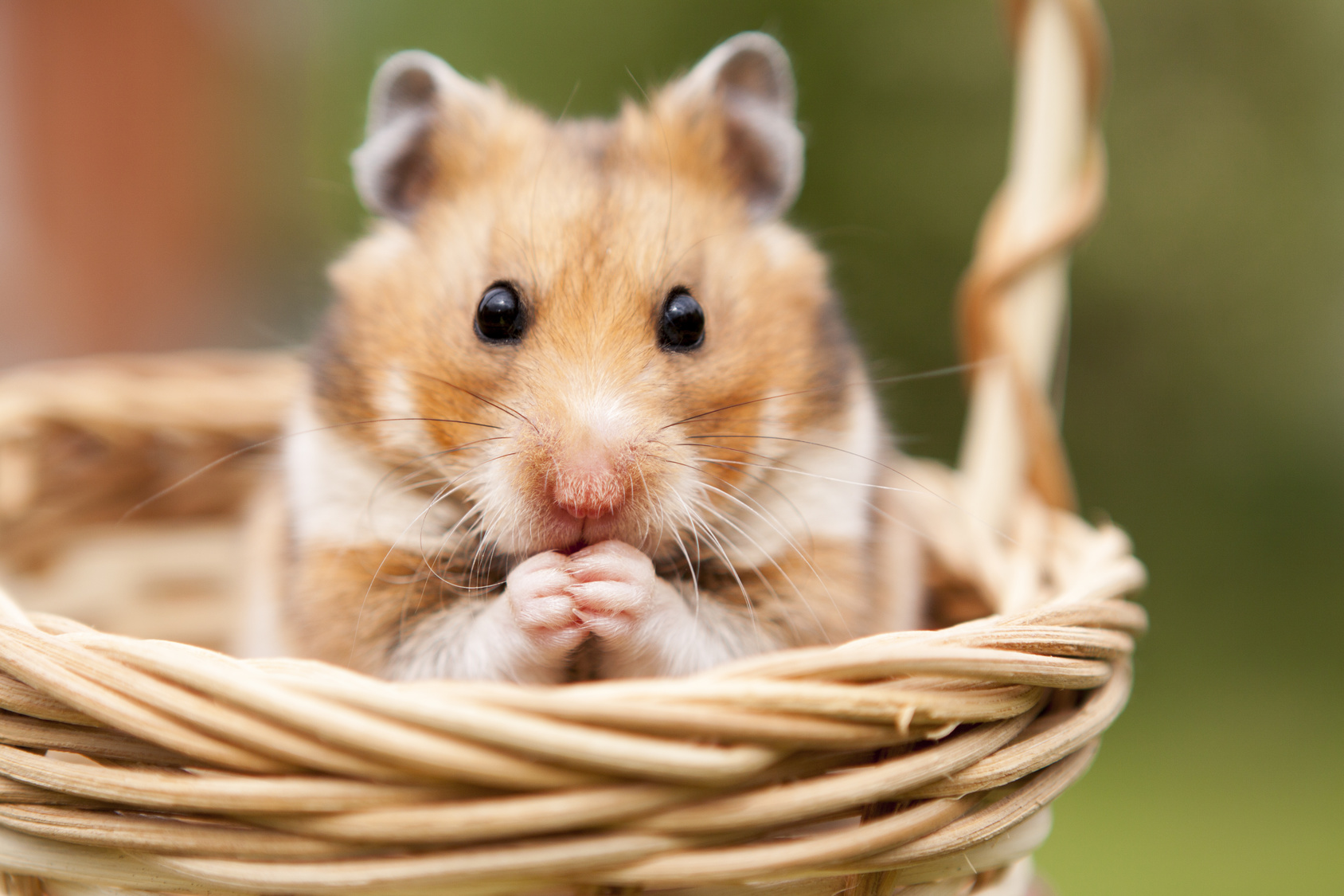 De hamster - alles over dit bijzondere knaagdier | zooplus