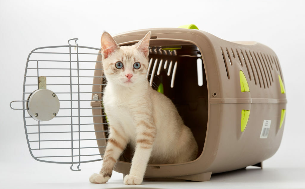 wervelkolom serie Snelkoppelingen 9 tips om de perfecte katten transportbox te vinden | zooplus