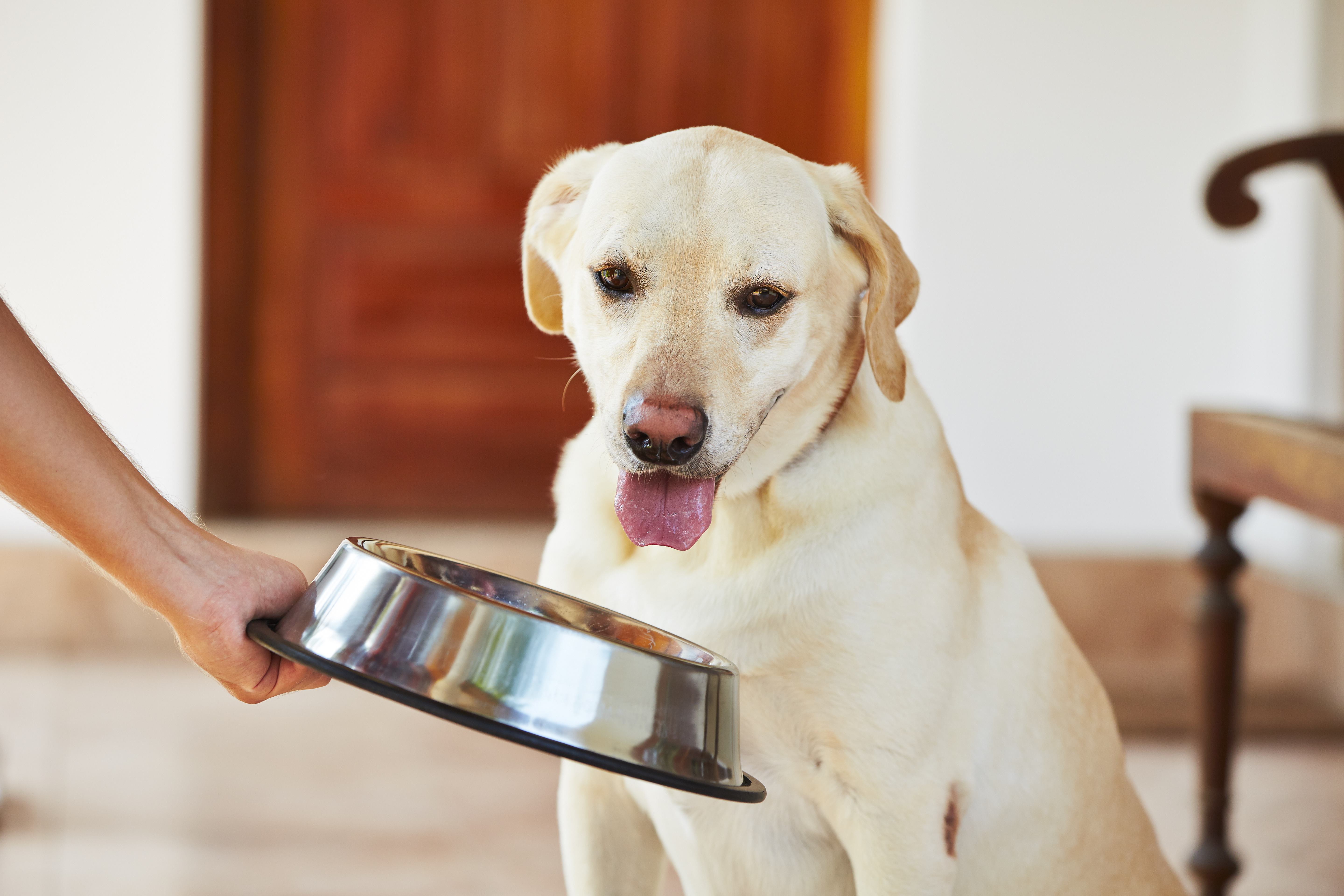 taart gekruld Microcomputer Hondenvoer voor iedere leeftijd - Junior, Adult & Senior | zooplus