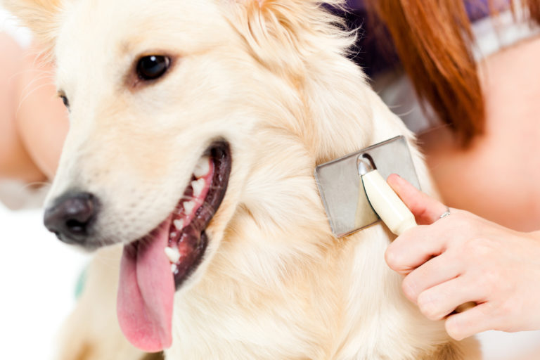 belangrijk Betreffende Verliefd Vachtverzorging bij de hond – zo werkt dat! | zooplus