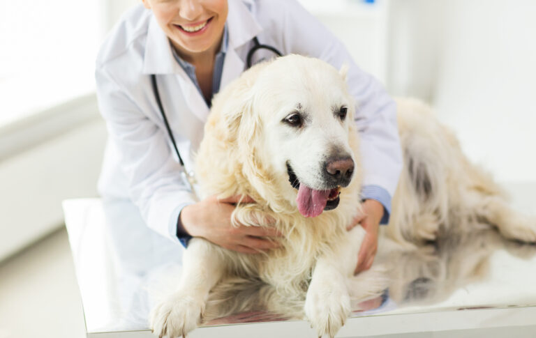 bezig zakdoek Vul in Diabetes bij de hond - Herkennen en behandelen | zooplus