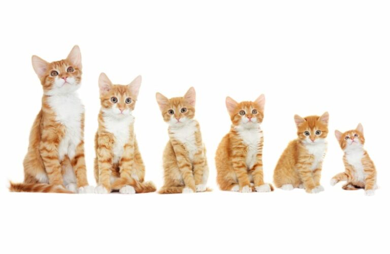 verwijzen nauwkeurig saai Van kitten tot kat: de groei van katten in zes fases | zooplus