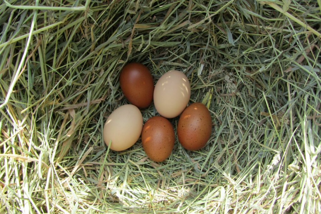 Marans: die eieren leggen | zooplus magazine