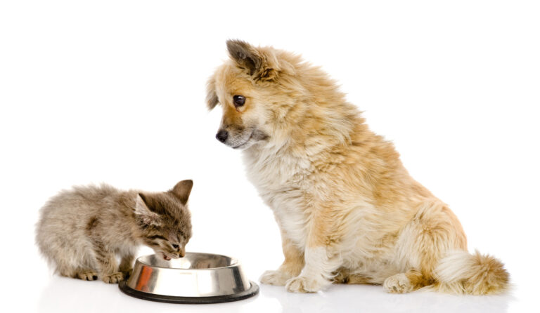 Klassiek Huichelaar Afslachten Kun je een hond wel of geen kattenvoer geven? | zooplus