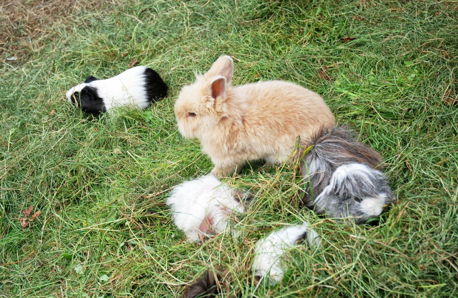 Groep cavia's en konijn in gras