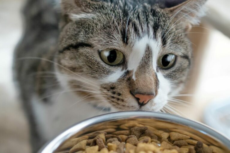 bepaal je de juiste hoeveelheid voer voor je kat | zooplus magazine