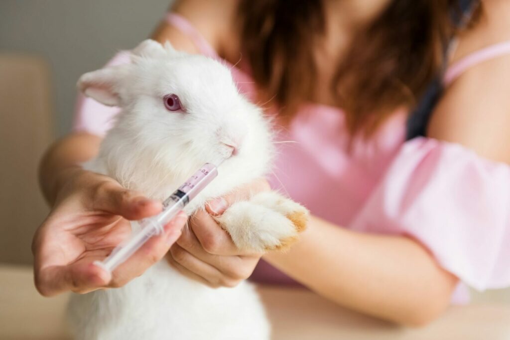 pijp sectie struik Diarree bij konijnen | zooplus magazine