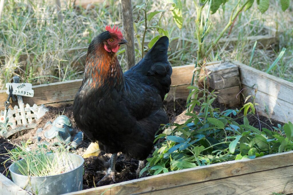 gaan beslissen sponsor Passend Marans: kippen die 'chocolade' eieren leggen | zooplus magazine