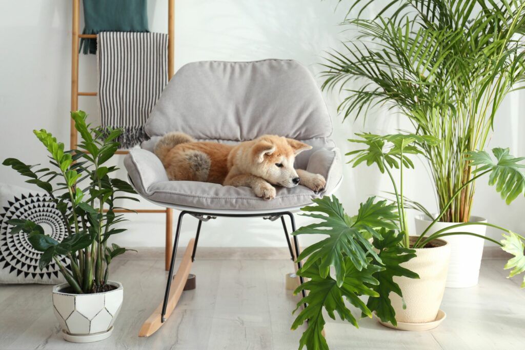 planten voor honden: symptomen, | zooplus magazine