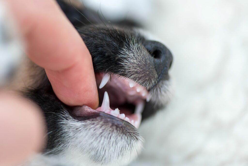 ontgrendelen Verlichten Preventie Tanden wisselen bij honden: informatie en tips | zooplus magazine