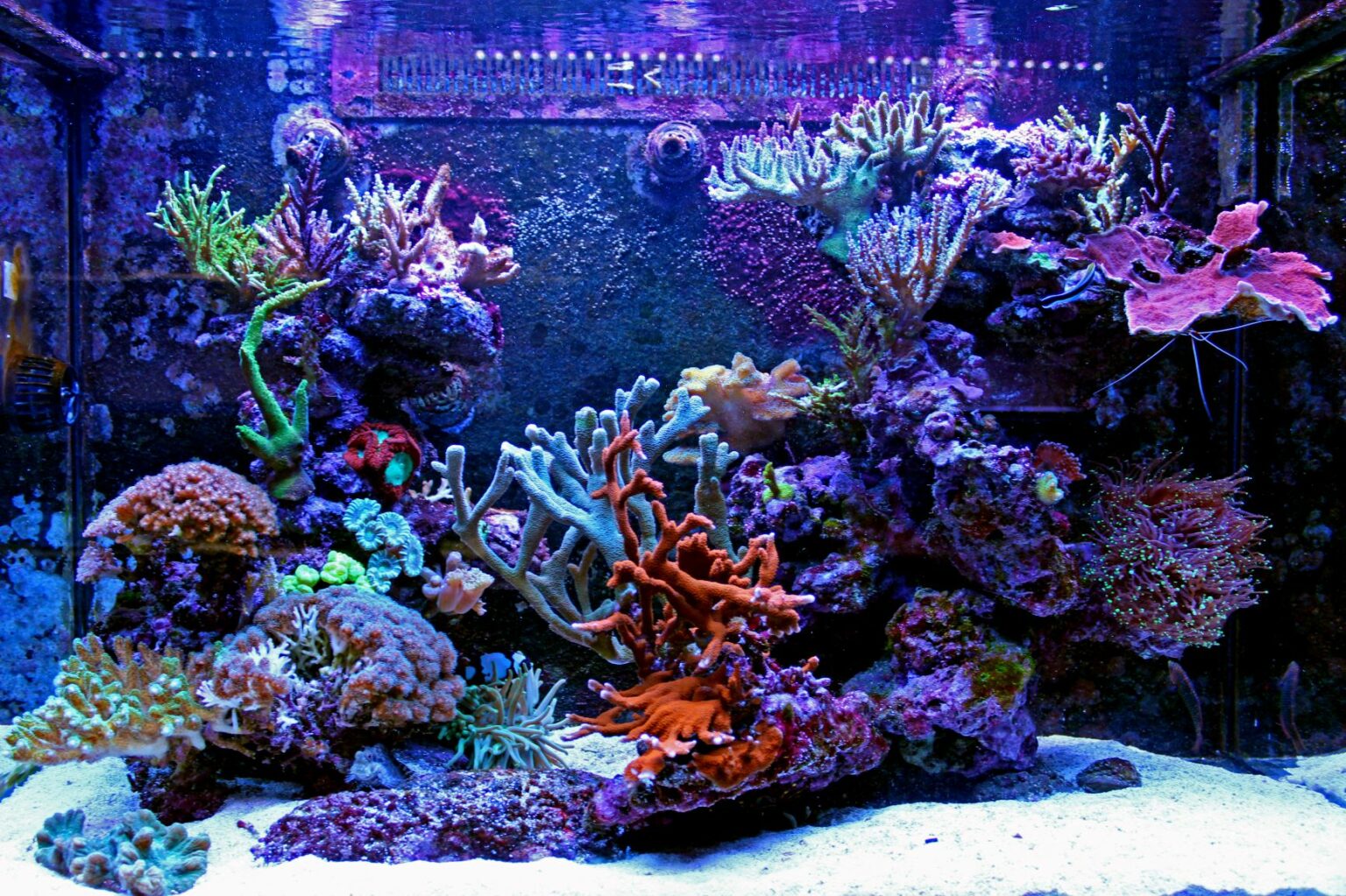 Zoutwateraquarium koraal
