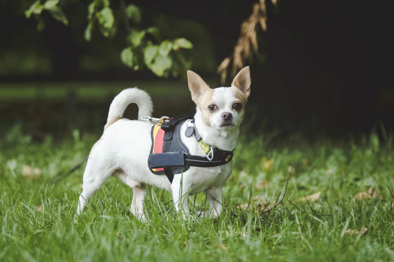 Chihuahua met hondentuigje mantrailing