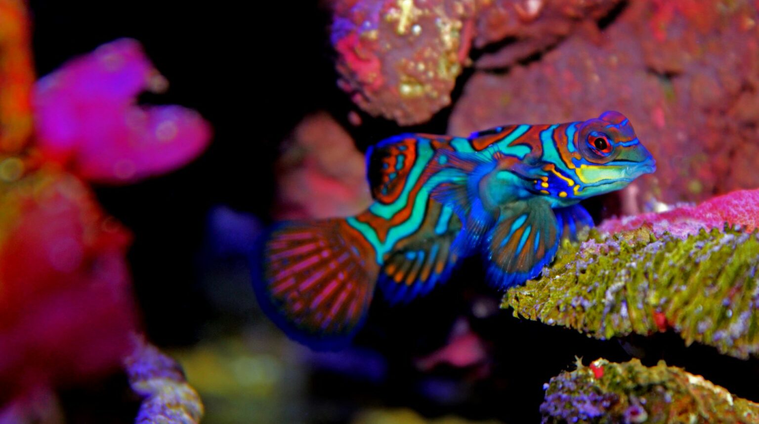 Mandarijnpitvis koraal
