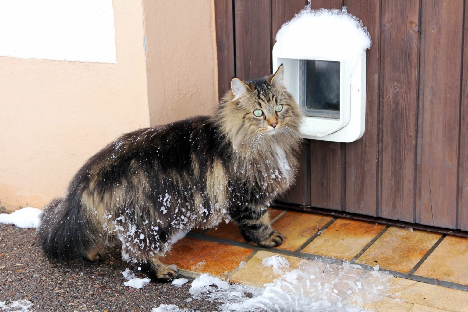 kat in winter voor kattenluik