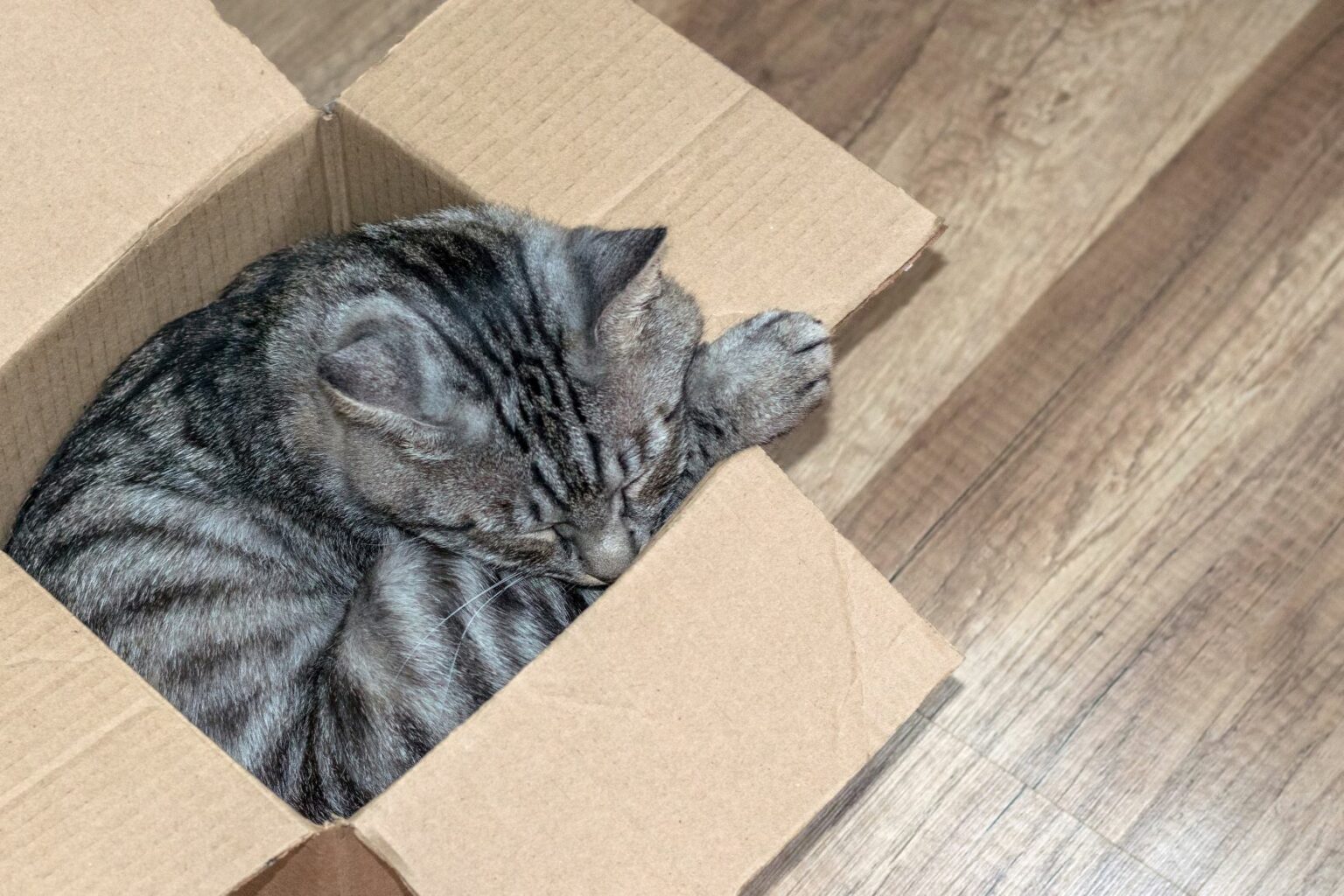 Kat slaapt in doos