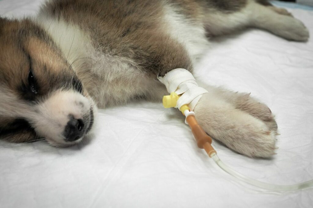 Korea Depressie Hick Vergiftiging bij honden: symptomen en behandeling | zooplus Magazine
