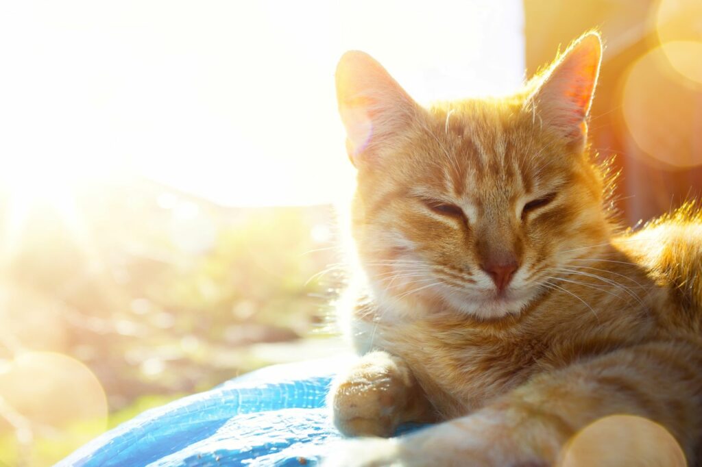 Cat yoga, czyli joga z kotem