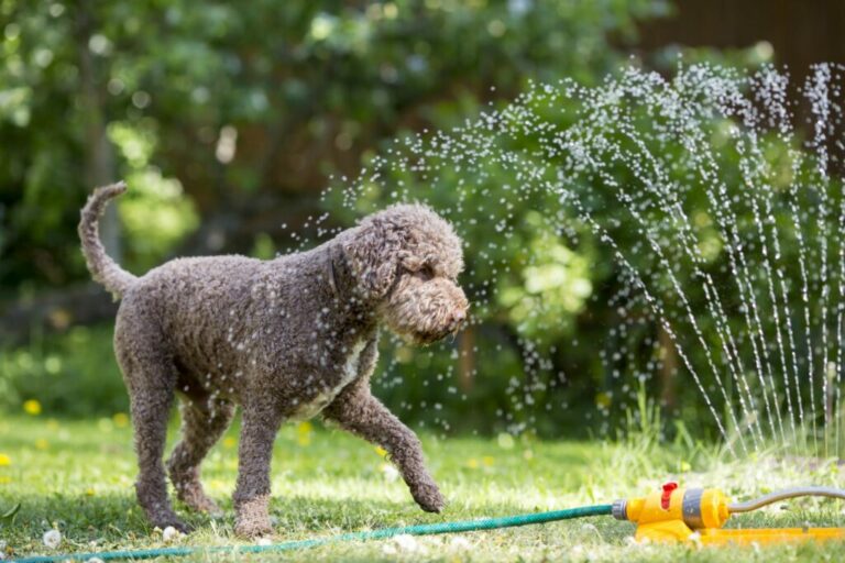 Trots Geval Druppelen Verkoeling voor honden: 10 tips voor hete zomerdagen | zooplus Magazine