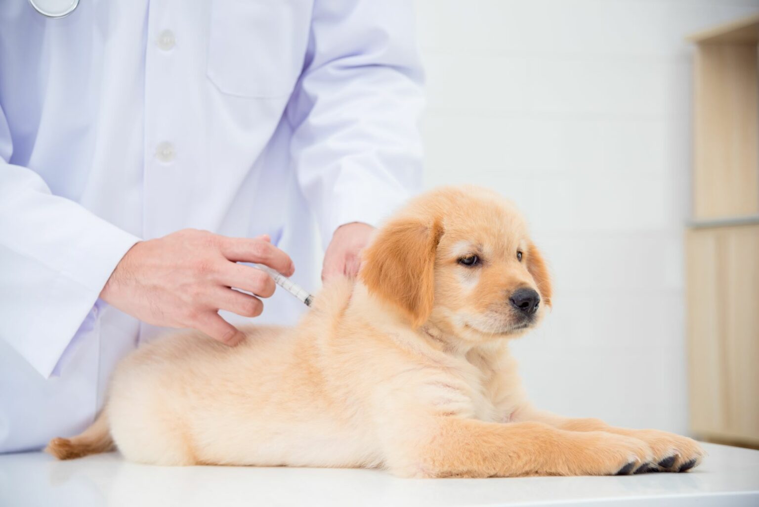 puppy krijgt een inenting bij de dierenarts