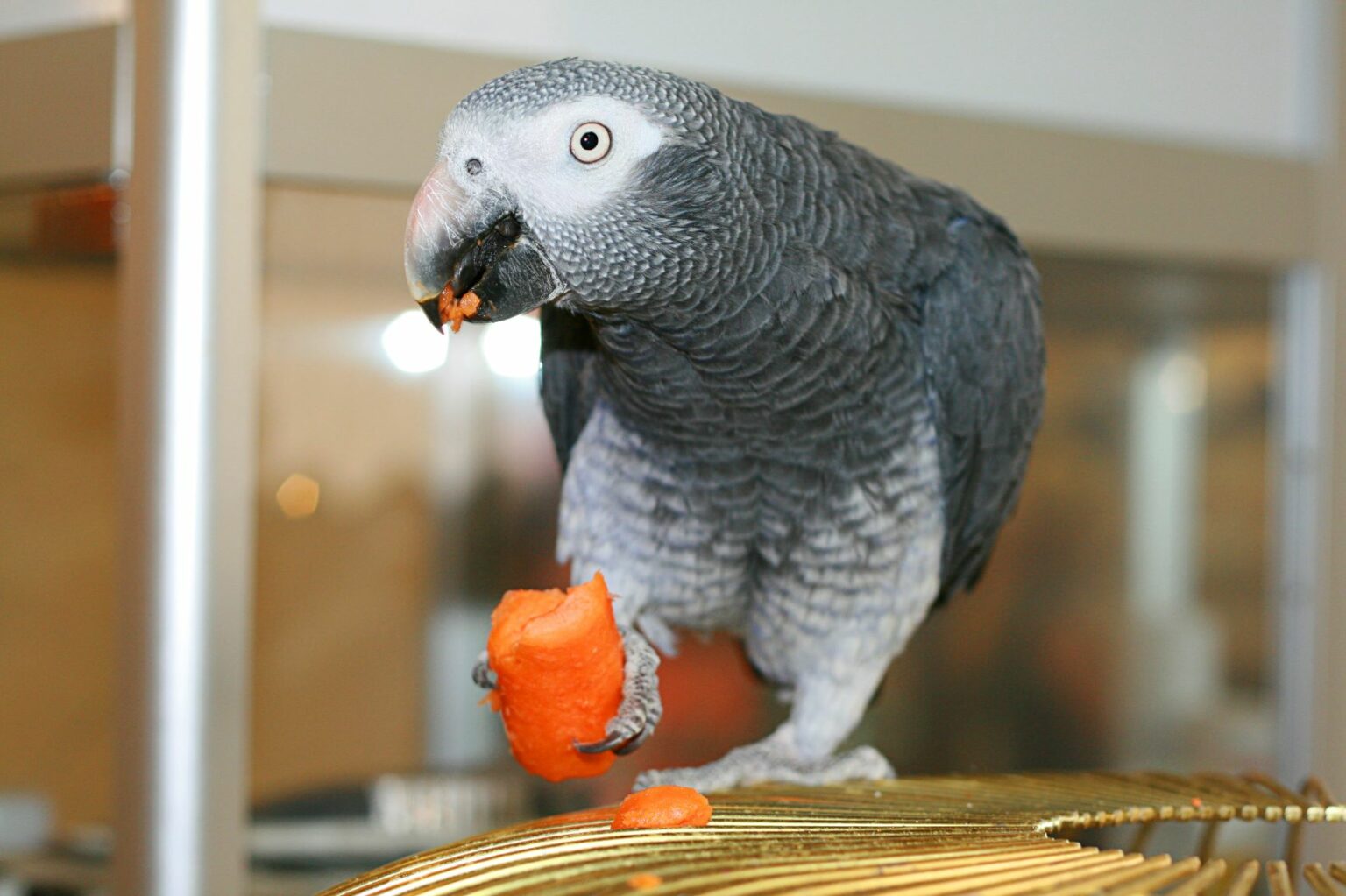 Papegaai met wortel