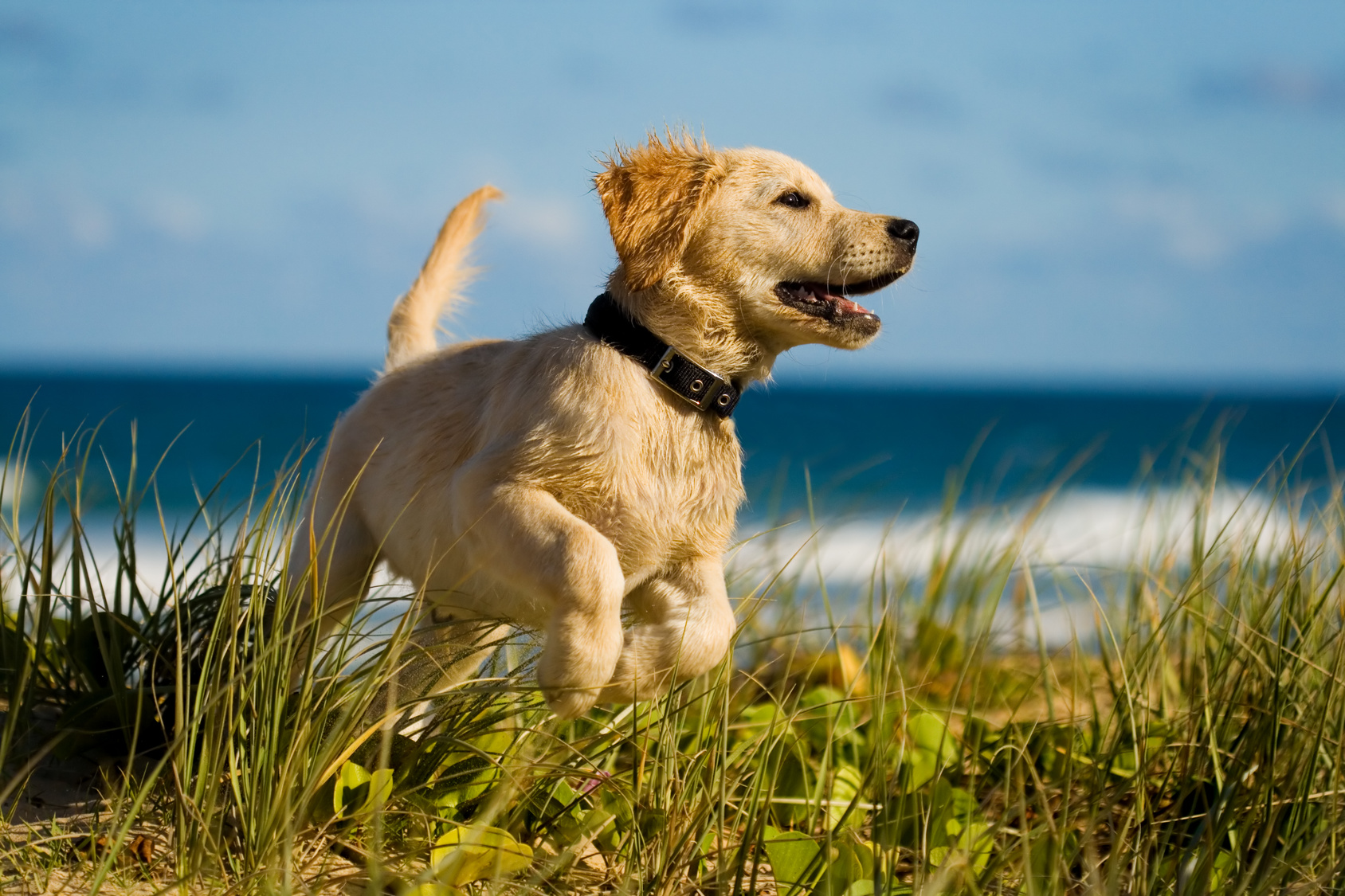 hond op het strand