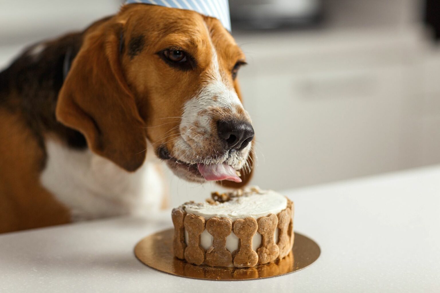 hond viert met taart