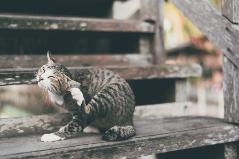 duizelig Huh halsband Vlooien bij katten herkennen en behandelen | zooplus Magazine