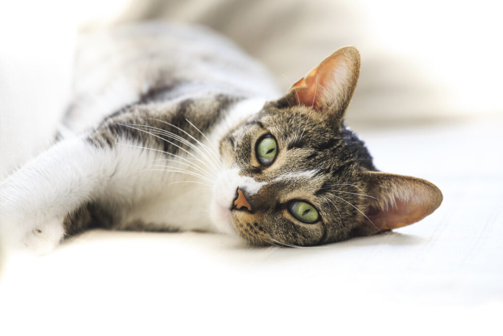 diepgaand invoeren camouflage Allergie bij katten: symptomen en behandeling | zooplus Magazine