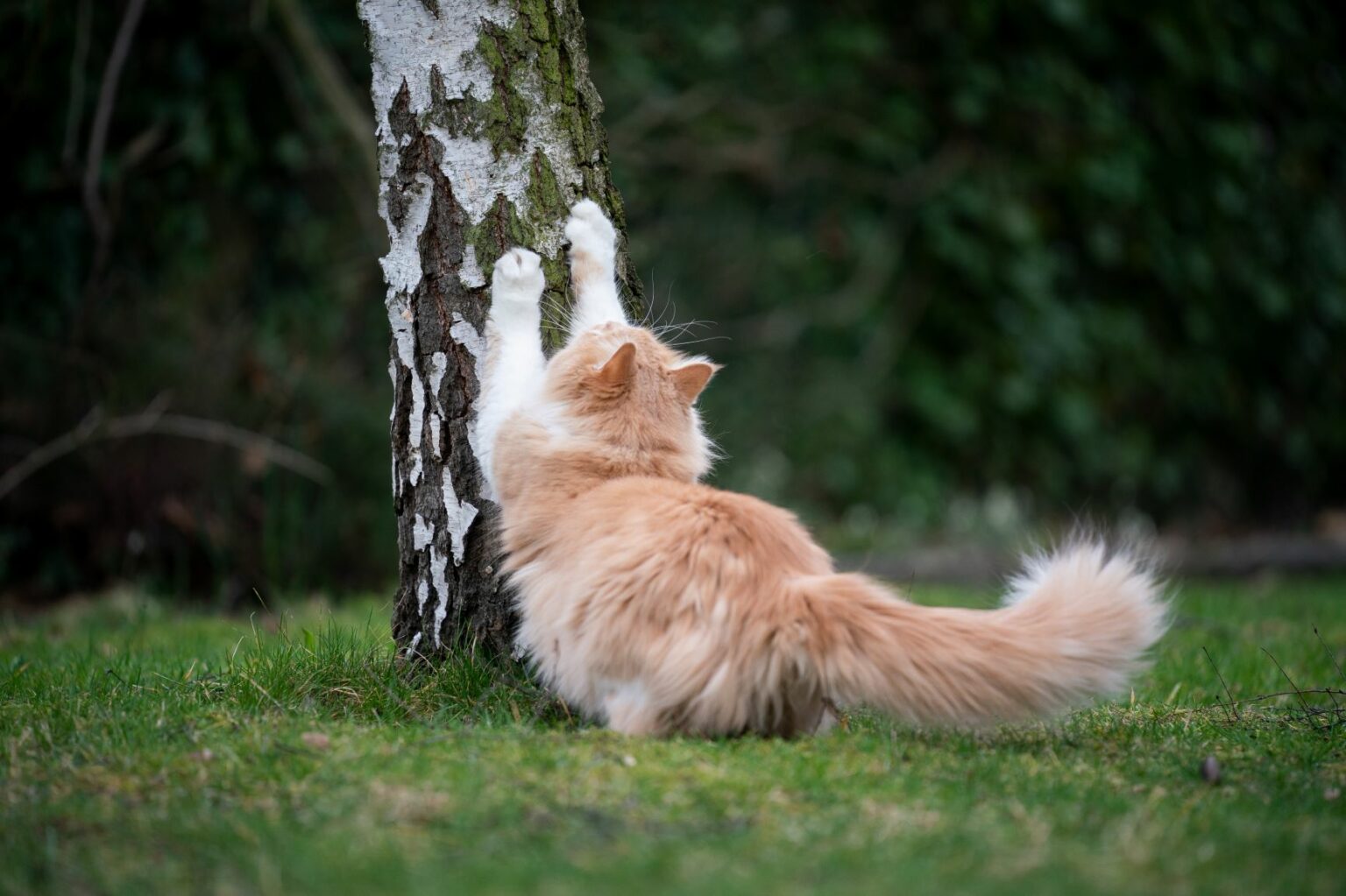 Kat krabt aan berkenboom