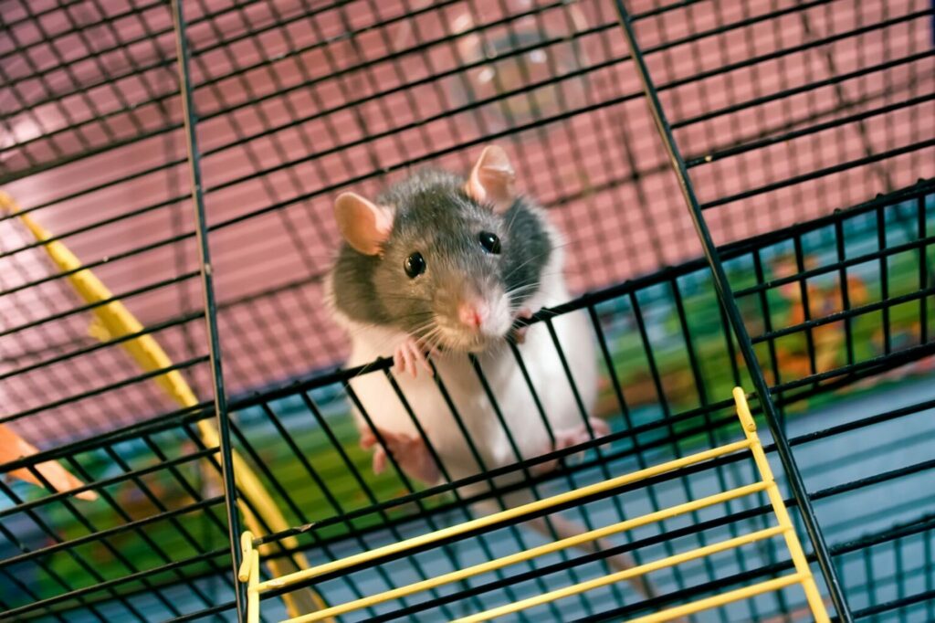 Kapel potlood essay Tamme ratten: de basisverzorging | zooplus Magazine
