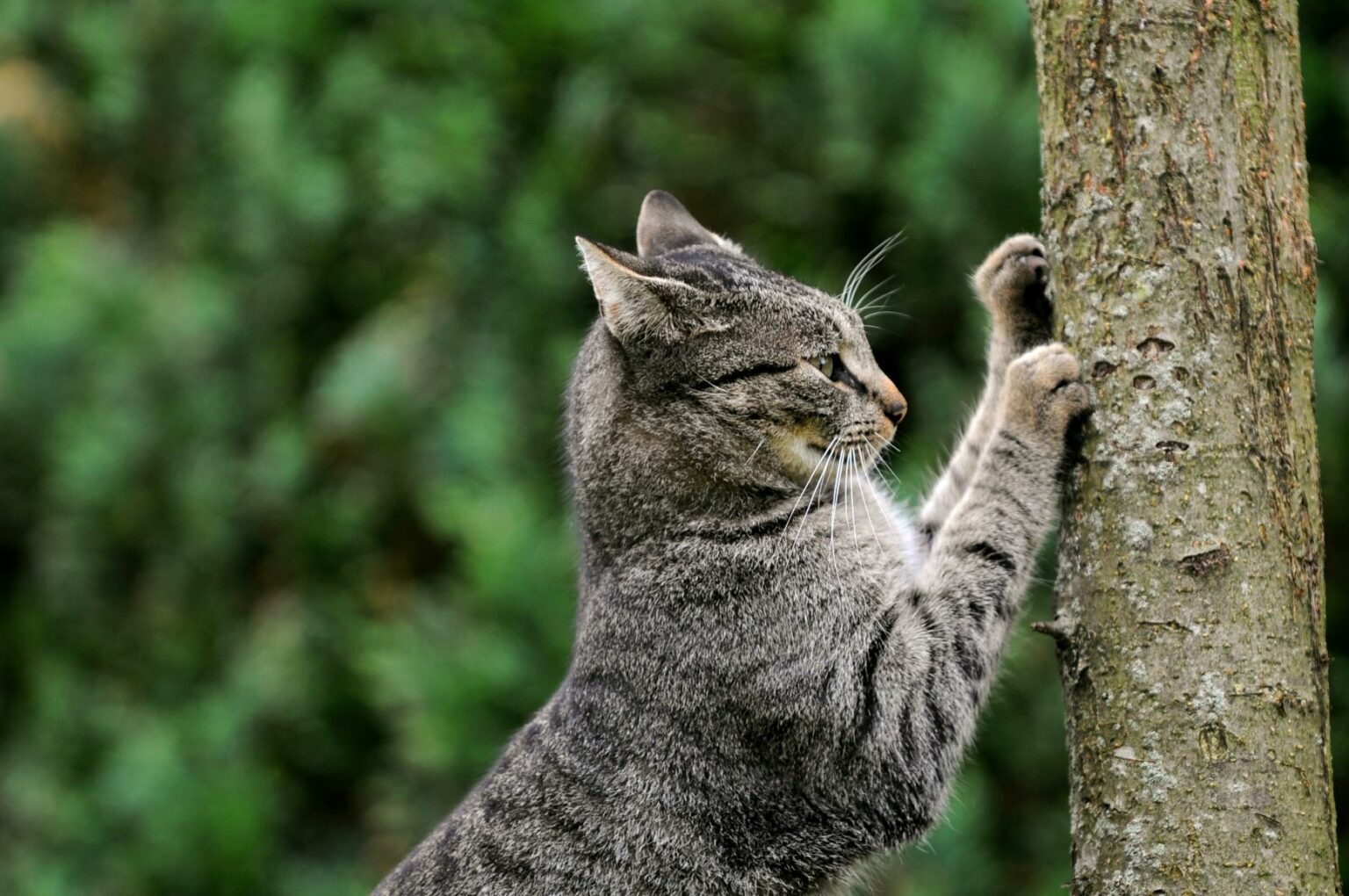 Kat krabt aan boomstam