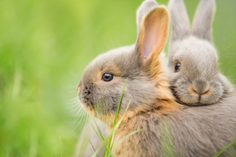 automaat Geplooid Bewust Verschillen tussen hazen en konijnen | zooplus Magazine