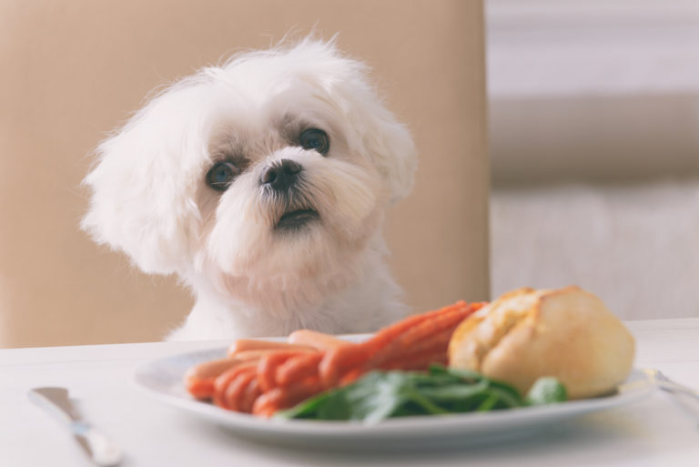 die honden niet mogen eten | zooplus Magazine