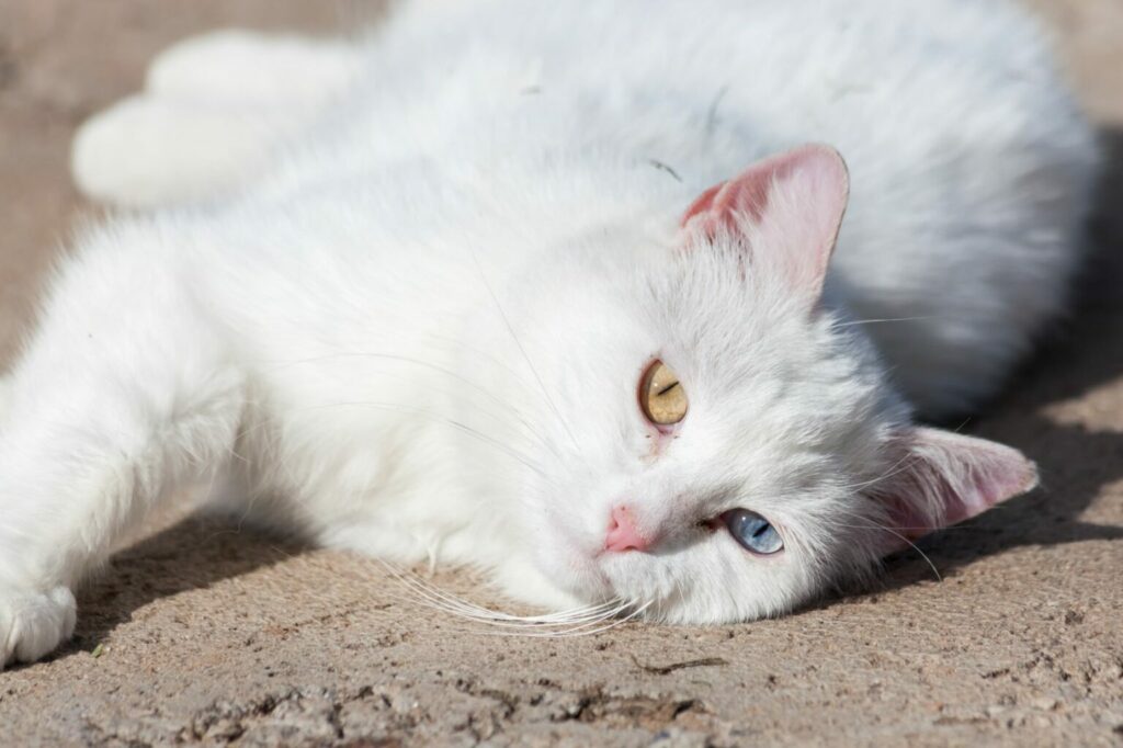 herhaling Geestig Bijna dood Kan een kat verbranden in de zon? | zooplus Magazine