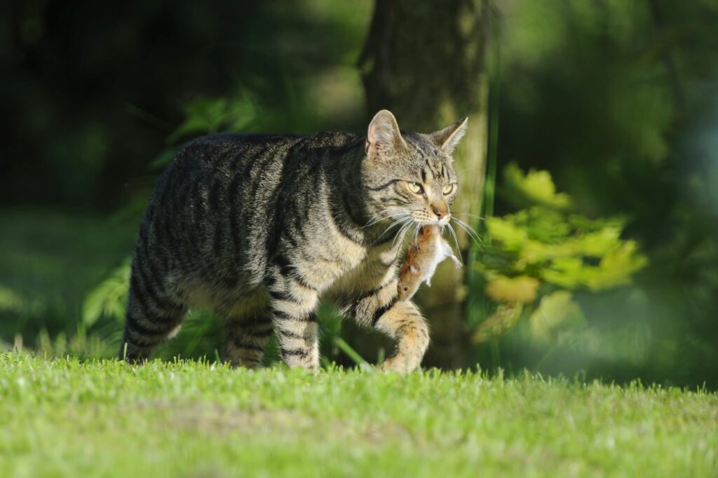 kop commando Weggegooid Buitenkatten: hier moet je op letten | Kattenverzorging zooplus Magazine