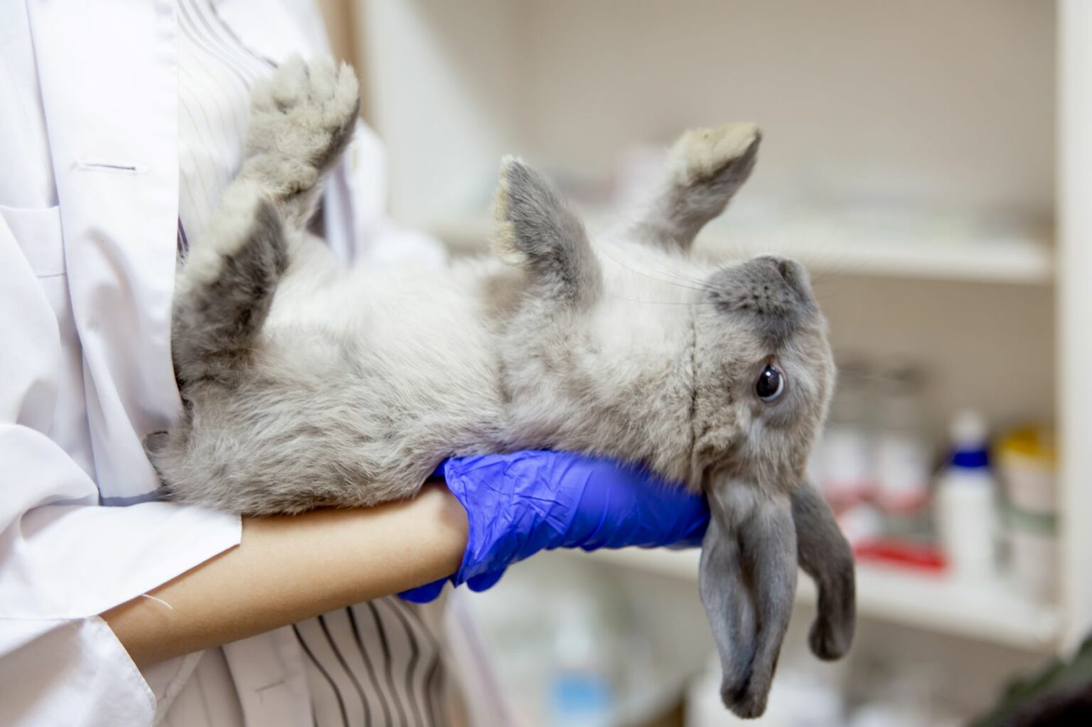 Dierenarts onderzoekt konijn voor de operatie