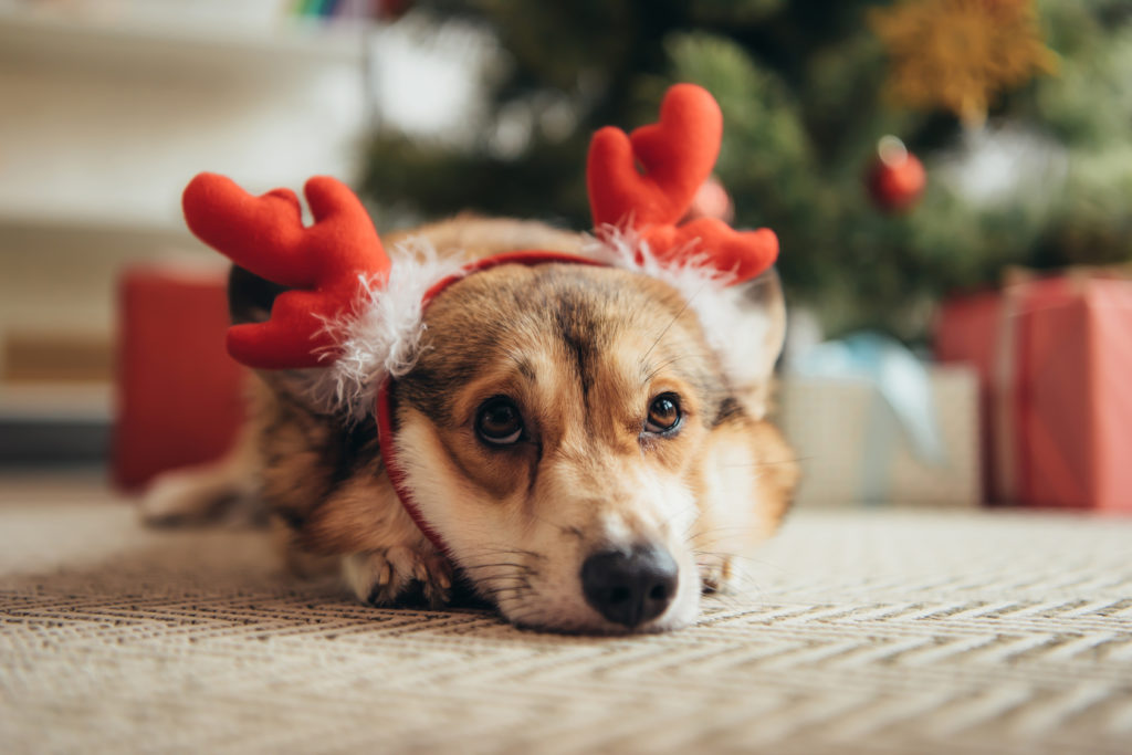 geleider Niet modieus convergentie Kerst met je hond: tips voor een veilig kerstfeest | zooplus Magazine