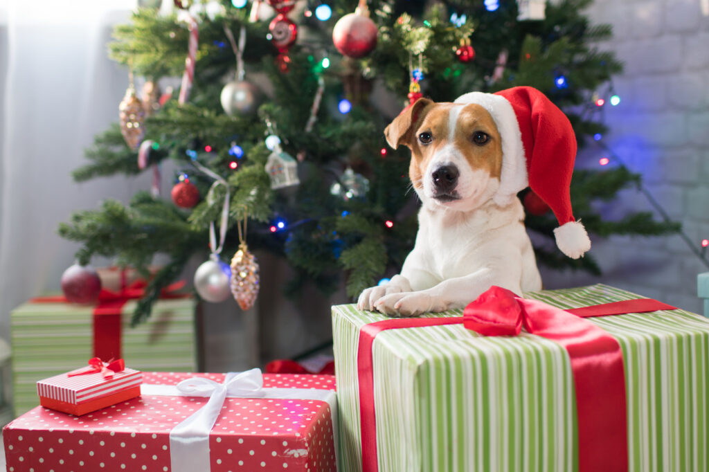 zak streepje Panorama Kerst met je hond: tips voor een veilig kerstfeest | zooplus Magazine