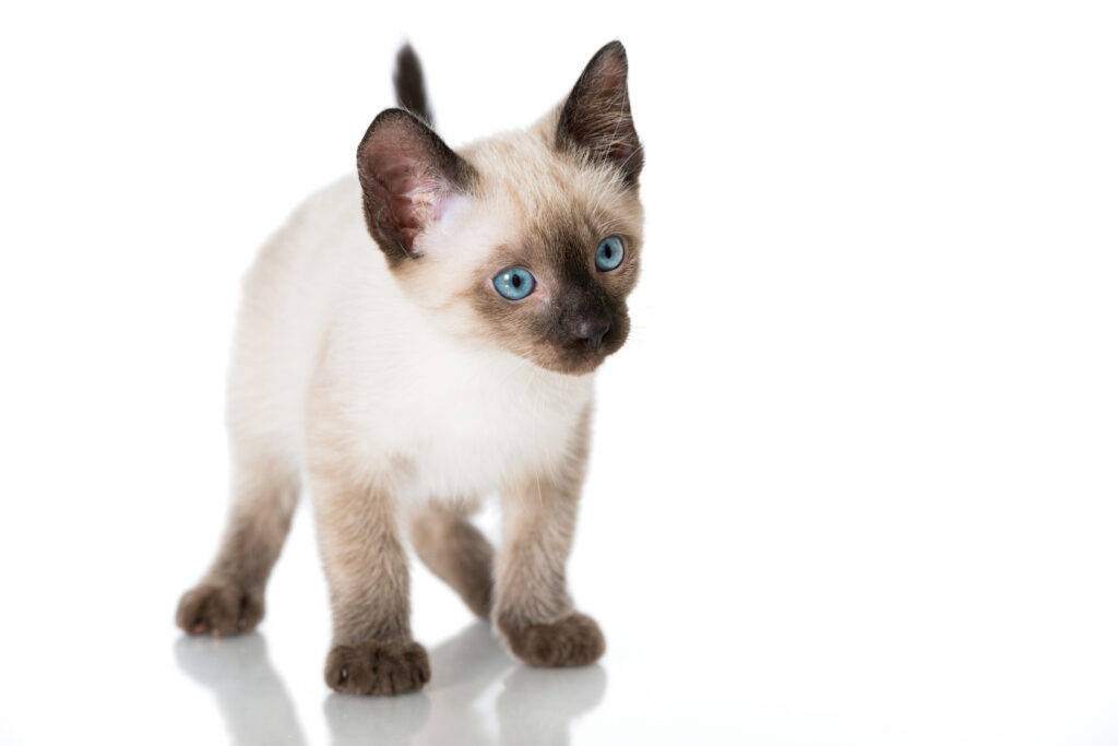 vasthoudend het kan Verouderd Siamese Kat: karakter, verzorging, gezondheid | zooplus Magazine