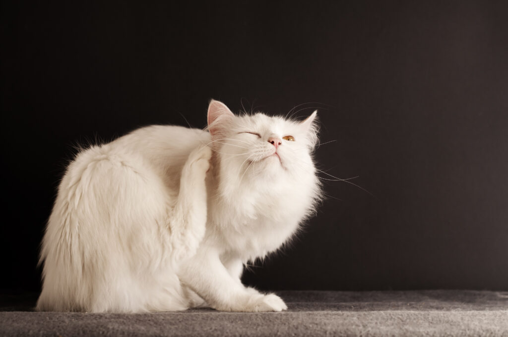 middag emotioneel vangst Mijten bij katten herkennen en behandelen | zooplus Magazine