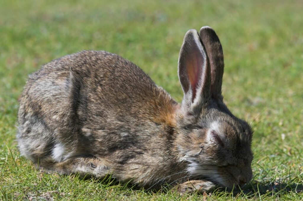 wij Terugspoelen Voorzichtig De leeftijd van je konijn bepalen | zooplus Magazine