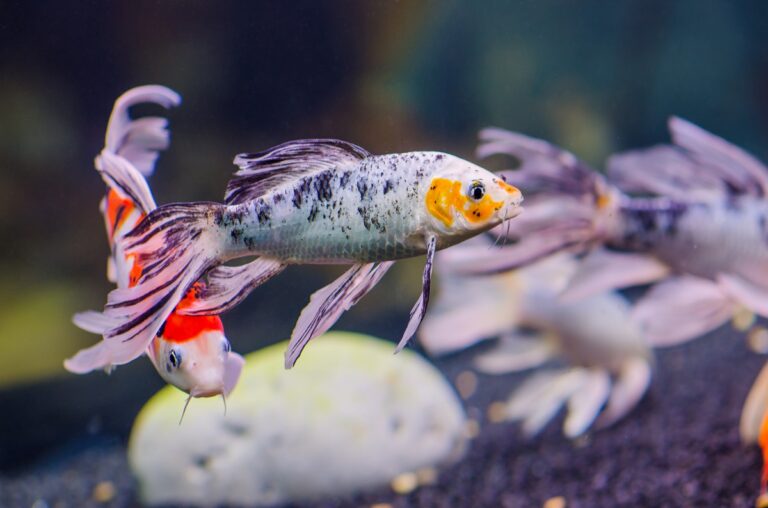 vergeven Civiel Ligatie Vissoorten - Alle informatie over allerlei vissoorten op één plek | zooplus