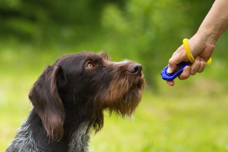 verschijnen whisky Moet Clickertraining voor honden | zooplus Magazine