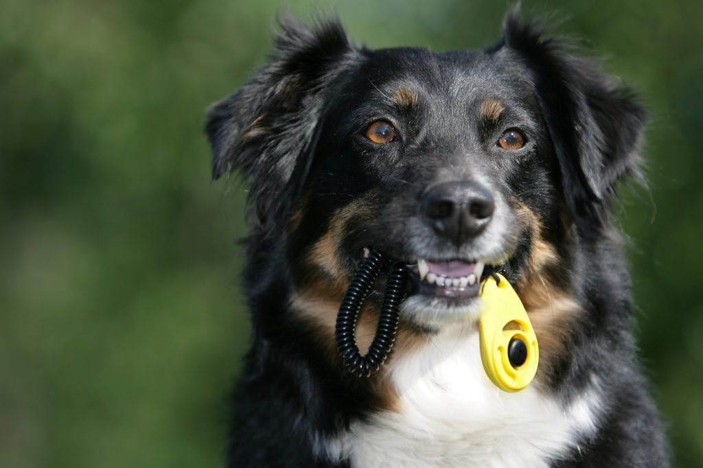 chrysant Formuleren vanavond Clickertraining voor honden | zooplus Magazine