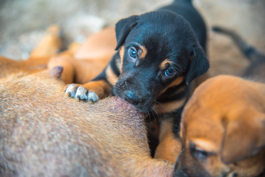 federatie Gevoel meer De geboorte van puppy's en het zogen van honden | zooplus Magazine