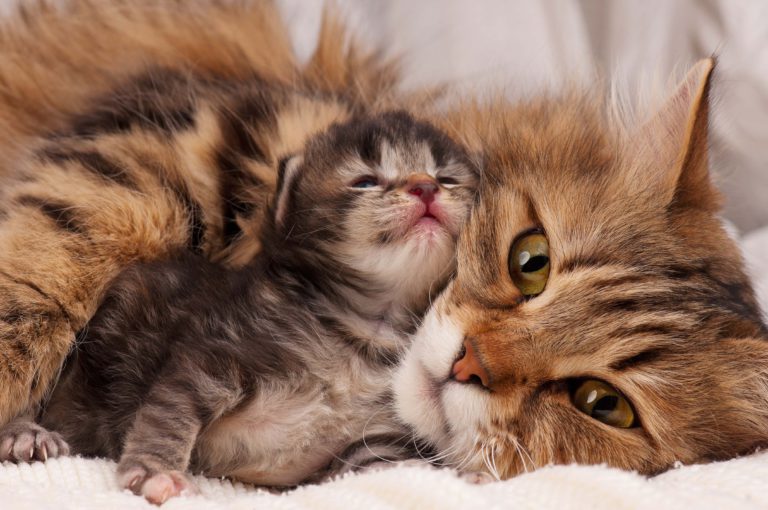 Schaken volgens bezoeker De bevalling bij katten: als een kat kittens krijgt | zooplus Magazine