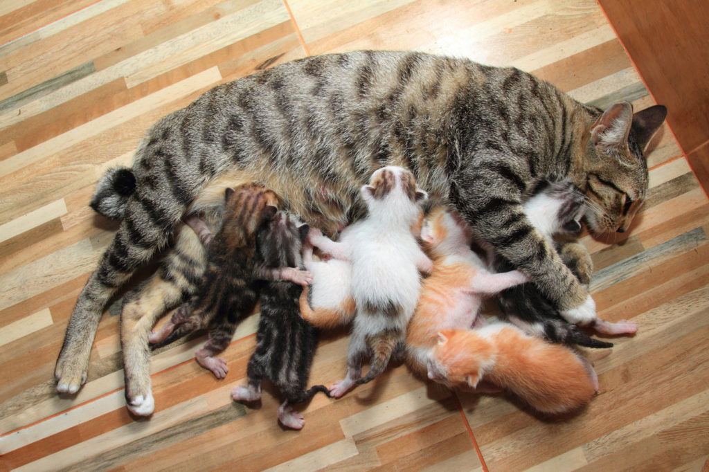 moederpoes zoogt kittens