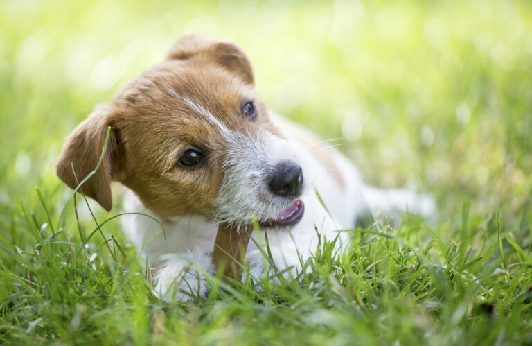 ventilatie mixer wrijving Zijn echte botten schadelijk voor honden? | zooplus Magazine