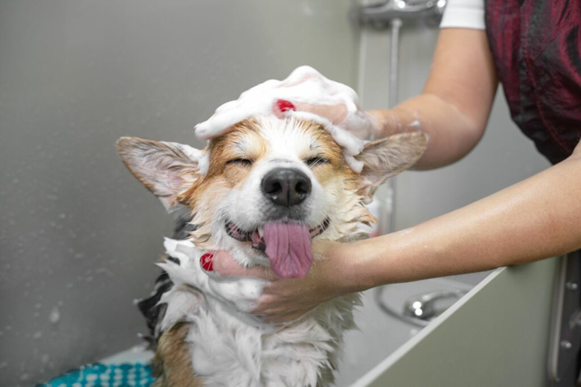 hond wordt gewassen