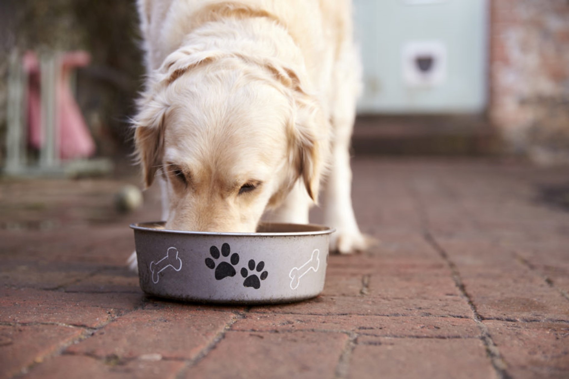 Hond eet uit bakje